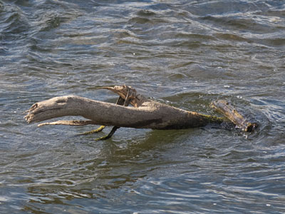 Crocodiles are rare in Ohio.