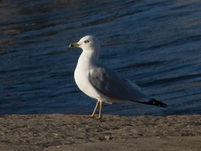 Right here, right now, there is no other place I want to be.  JESUS JONES