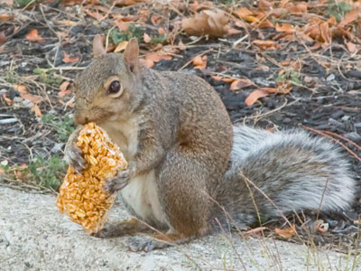 Another squirrel with special dietary needs (see May 3, 2016).