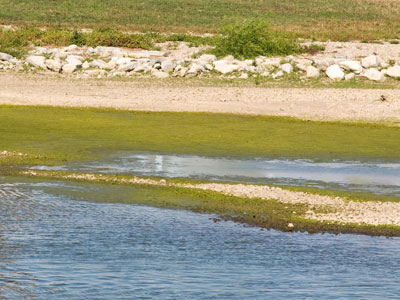 The water is low, the algae is high.