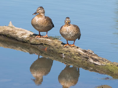 I have my ducks in a row.