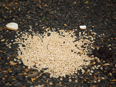 Someone`s misguided compassion:  Cheerios, a mound of raisins and moldy bread. (See August 19, 2016)