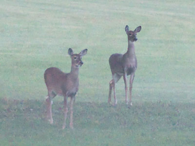 And then, suddenly emerging from the fog.