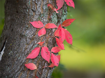 I`m teaching an autumn photo workshop in two weeks.  Will there still be any leaves left by then?