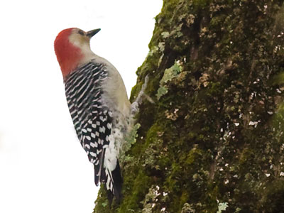 Screeching noisily overhead.