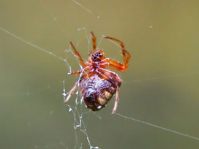 I almost walked into its massive web.