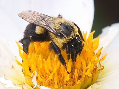 Time is running out for flowers and bees.