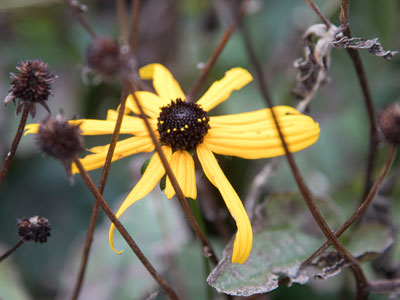 Am I the last of my kind?  JASON ISBELL