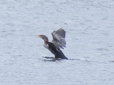 Your latest cormorant update (see September 28, 2017).