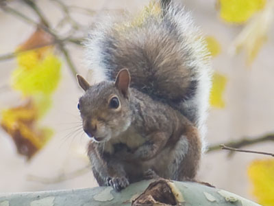 Basically a rat with a bushy tail.