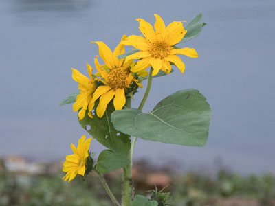 A ragged warning sign about the approach of winter.