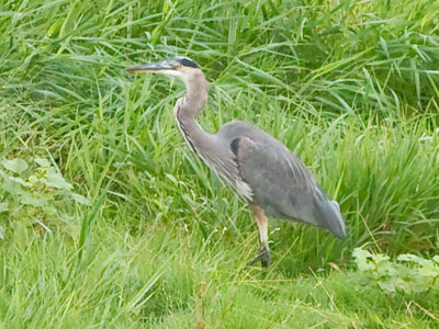 Hunting for a morning frog.