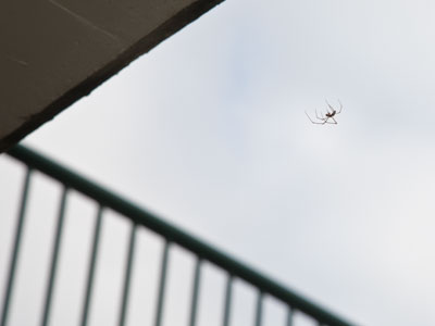 Now that`s one big spider (see September 23, 2016).