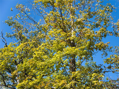 Into the forest I go to lose my mind and find my soul. JOHN MUIR