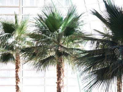 The monkeys were making a lot of noise up there.