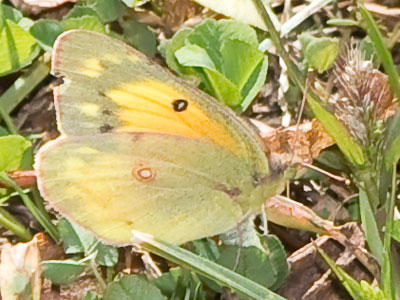 Nature is where you find it -- like in a parking lot.