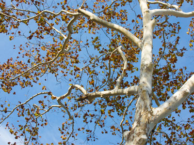 Another perfect fall day.  This is getting to be a habit.