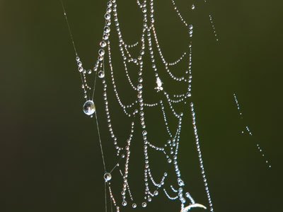Morning on the prairie.