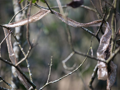  . . . however, someone else spotted this snakeskin.