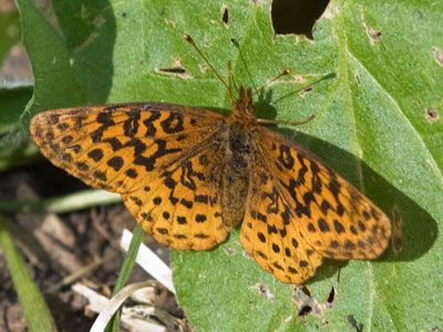 When I took this, I didn`t know it would be butterfly day.