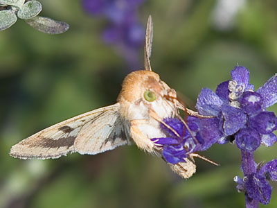 I find green eyes attractive.