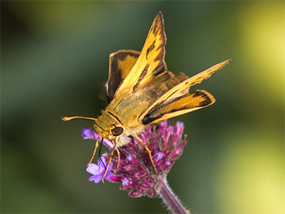 Black swallowtails were flying around, but they never found the kind of flower they wanted and didn`t land.