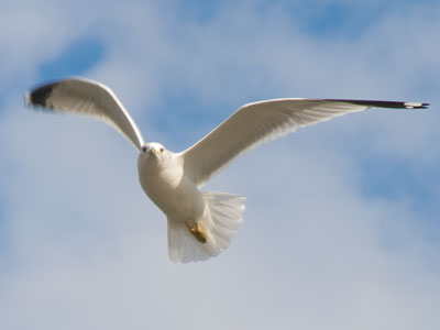 If you stand by the river long enough, you`ll probably get a good picture of a gull (and maybe get pooped on).