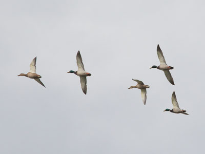 Saw them coming, got ready, stood and waited.