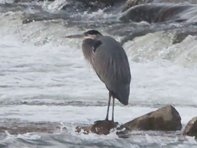 Every day, hot or cold, animals have to find their food.
