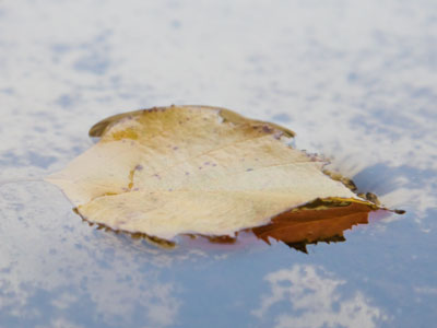 Reflections on autumn.