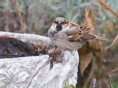 It`s a tough time of year to be a bird.