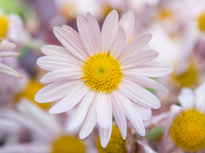 Don`t expect to see a lot of flowers here for a while.