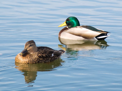 As I walked closer, they paddled away;  the closer I got, the further away they were.  It`s a pair of ducks paradox.