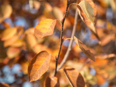 Every year at this time, Nature betrays us.