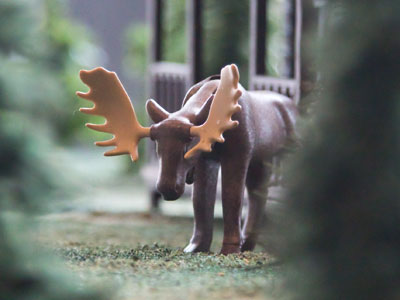 It`s rare to see a moose in downtown Dayton.