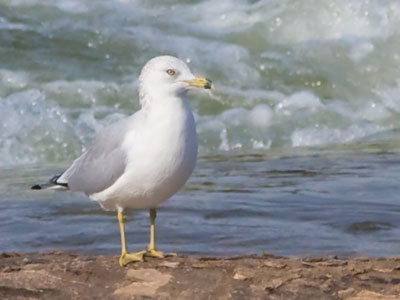 We were the only living creatures around the river today.