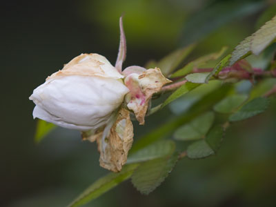 The recollecting of bloom keeps making November difficult.  EMILY DICKINSON