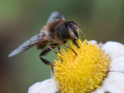 The bee that wouldn`t die.
