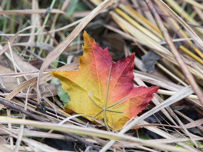 Pretty . . . but artificial.