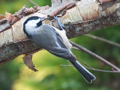 Just about anything qualifies as food this time of year.