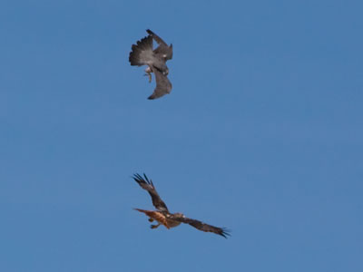 Look at those talons.  They aren`t kidding around.