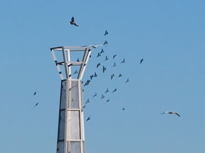 A bird of prey makes pigeons and gulls nervous.