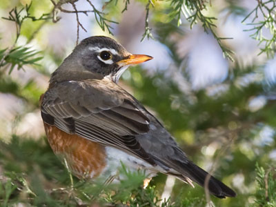 The robins were running in herds today.