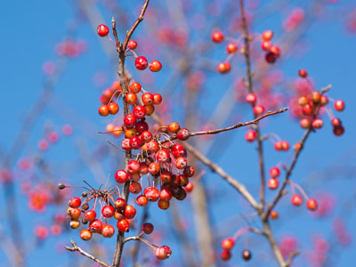 The birds will soon be desperate enough to eat these.