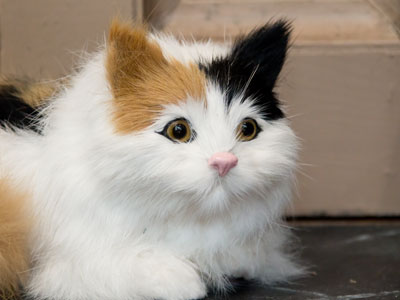 Artificial cuteness.