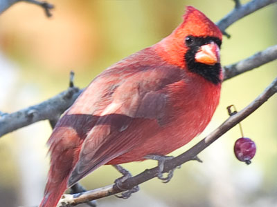 Shot through the fence before I even entered the park.