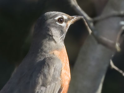 The artificial creek wasn`t running today, so there weren`t as many robins (see November 25, 2017).
