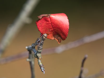 Autumn gives us a preview of our own ultimate destiny.