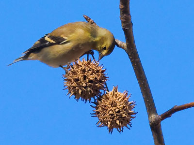 If you got hungry enough, you`d eat it too.