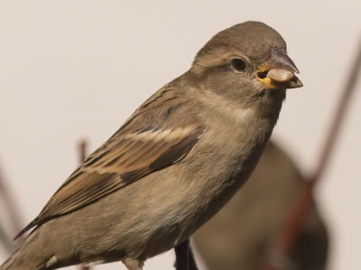 Now would be a good time to refill your bird feeder.